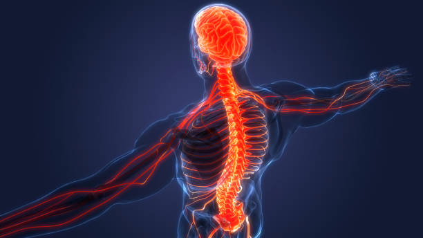Brain & Spine Care